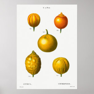 Antike botanische Illustration Poster