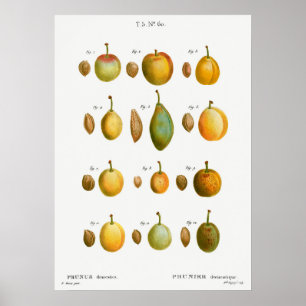 Antike botanische Illustration Poster