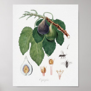 Antike botanische Illustration Poster