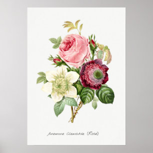 Antike botanische Illustration Poster