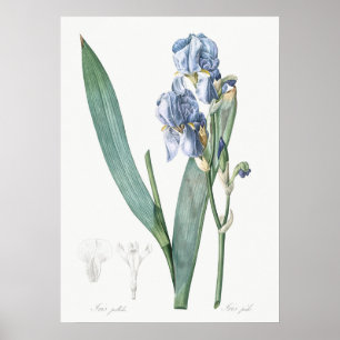 Antike botanische Illustration Poster