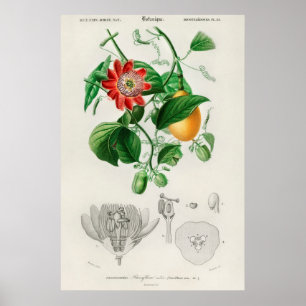 Antike botanische Illustration Poster