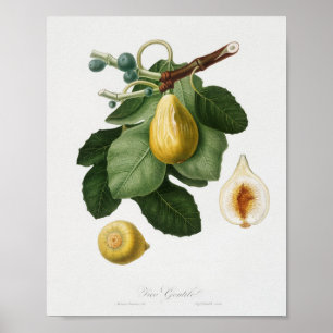 Antike botanische Illustration Poster