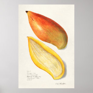 Antike botanische Illustration Poster