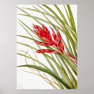 Antike botanische Illustration Poster