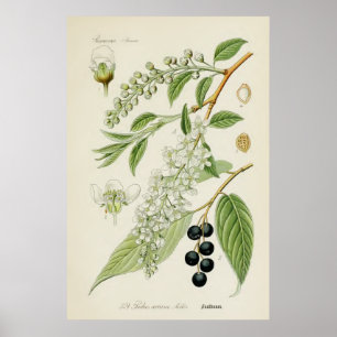Antike botanische Illustration Poster