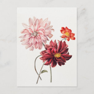 Antike botanische Illustration Postkarte