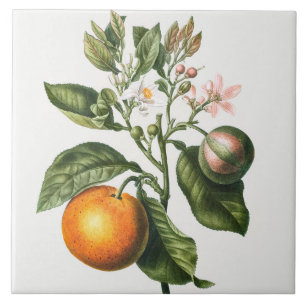 Antike botanische Keramikfliese