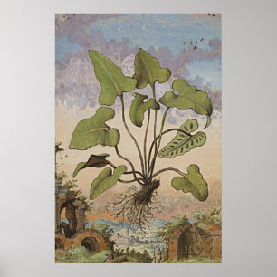 Antike botanische Kunst Hemionite Fern Poster
