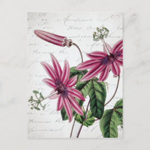 Antike botanische lila Passionsblume Postkarte