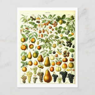 Antike botanische Obstillustration als Postkarte
