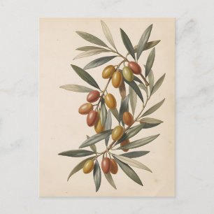 Antike botanische Olivenzweig Oliven Postkarte