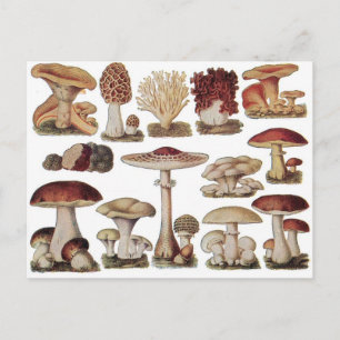 Antike Botanische Pilze Postkarte