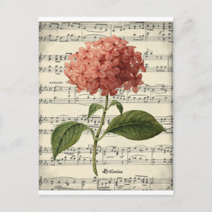 Antike botanische Postkarte mit rosa Hortensie