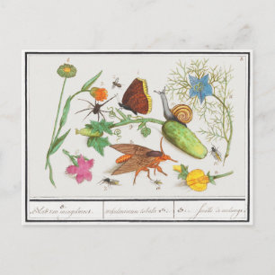 Antike botanische Postkarte mit Schmetterling und