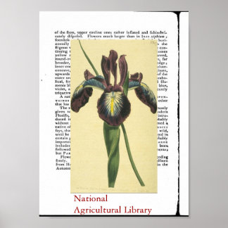 Antike botanische Printwerbung Poster