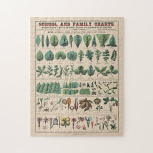 Antike botanische Schultafel Vintage Natur