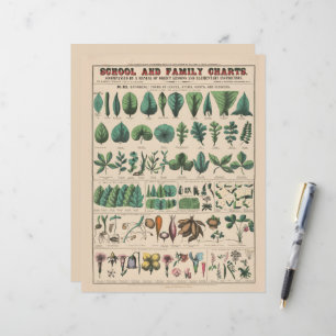 Antike botanische Schulwandtafel Vintage Natur