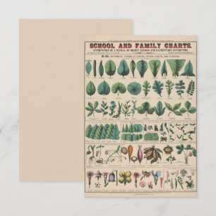 Antike botanische Schulwandtafel Vintage Natur