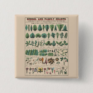 Antike botanische Schulwandtafel Vintage Natur Button