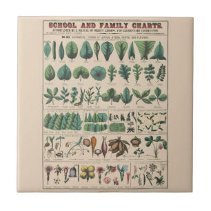 Antike botanische Schulwandtafel Vintage Natur Fliese