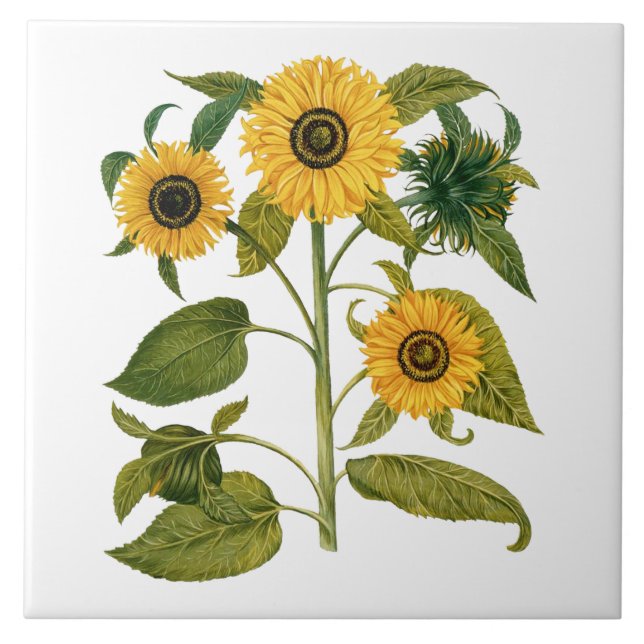 Antike botanische Sonnenblume Fliese (Vorderseite)