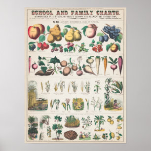 Antike botanische Tafel Poster