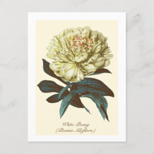 Antike botanische weiße Pfingstrose Indiana-Blume Postkarte