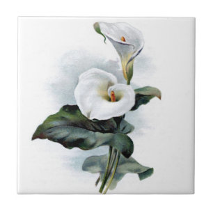 Antike Calla-Lilie Fliese
