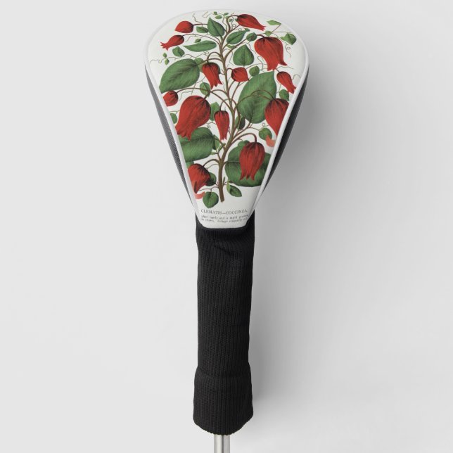 Antike Clematis Coccinea Rote Blumenkunst Golf Headcover (Vorderseite)