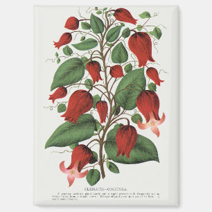 Antike Clematis Coccinea Rote Blumenkunst Magnet
