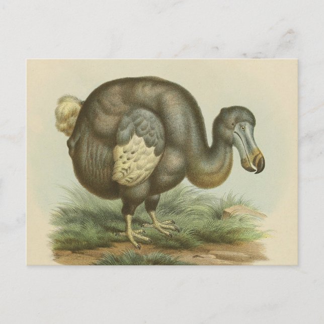 Antike Dodo Bird Naturgeschichte Postkarte (Vorderseite)