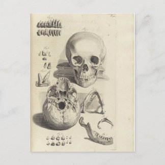 Antike Druck Anatomie Schädel Postkarte