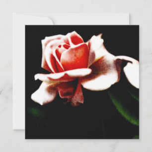 Antike Edelrose Botanisch