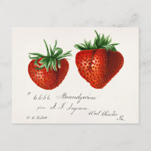 Antike Erdbeeren Griscom Passmor Postkarte
