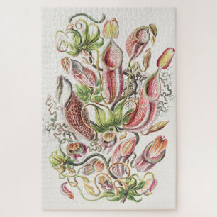 Antike Ernst Haeckel Botanische Kannenpflanze