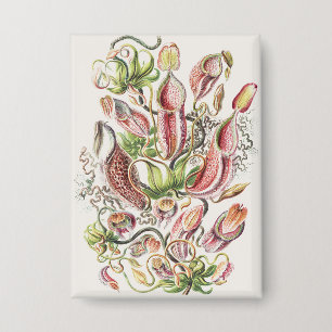 Antike Ernst Haeckel Botanische Kannenpflanze Button