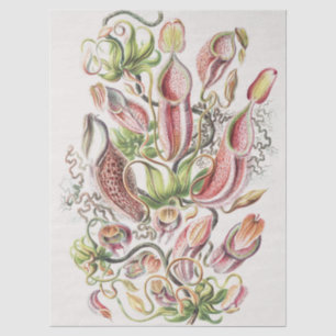 Antike Ernst Haeckel Botanische Kannenpflanze Seidenpapier