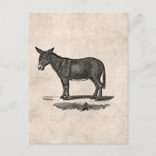 Antike Esel-Illustration - Esel aus dem 19. Jahrhu Postkarte