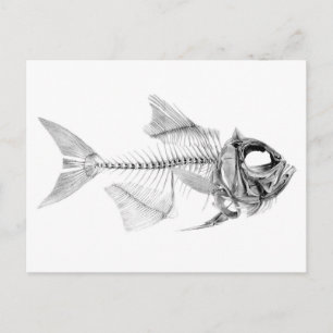 Antike Fischskelett-Radierung Postkarte