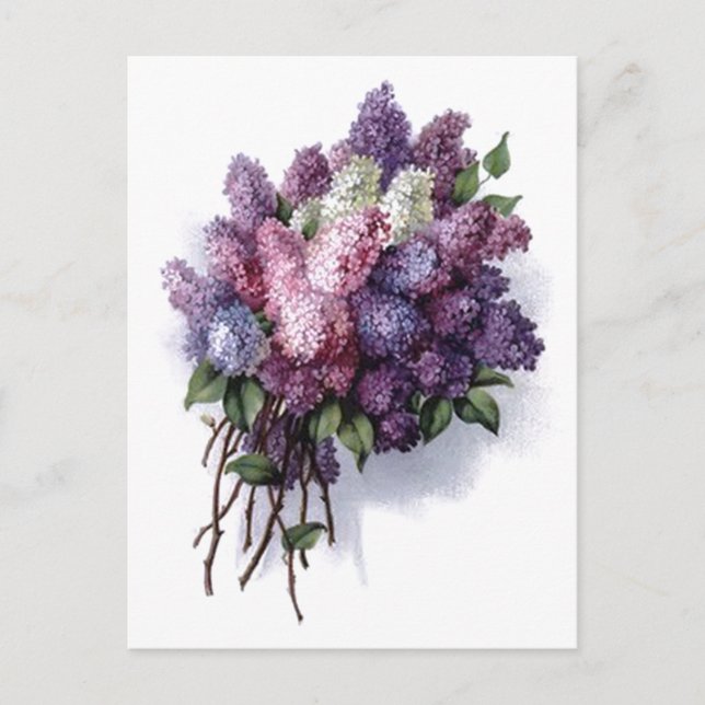 Antike Flieder Postkarte (Vorderseite)