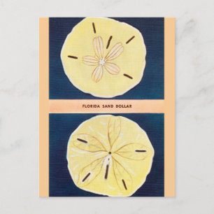 Antike Florida-Sand-Dollar-Reisepostkarte Postkarte
