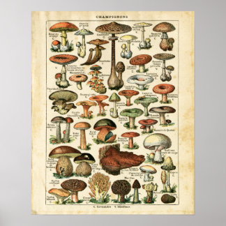 Antike französische Pilze-Diagramm drucken. Poster