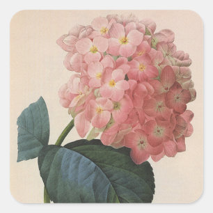 Antike Gartenblumen, Rosa Hortensie Hydrangea Quadratischer Aufkleber