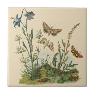 Antike Garteninsekten, Schmetterlinge, Raupen Fliese