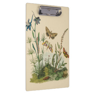 Antike Garteninsekten, Schmetterlinge, Raupen Klemmbrett