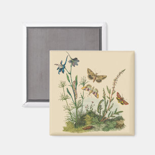 Antike Garteninsekten, Schmetterlinge, Raupen Magnet