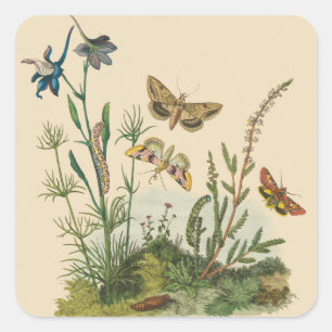 Antike Garteninsekten, Schmetterlinge, Raupen Quadratischer Aufkleber