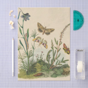 Antike Garteninsekten, Schmetterlinge, Raupen Seidenpapier