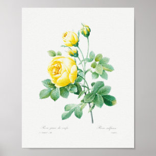 Antike gelbe Rosen in floralem Muster Poster